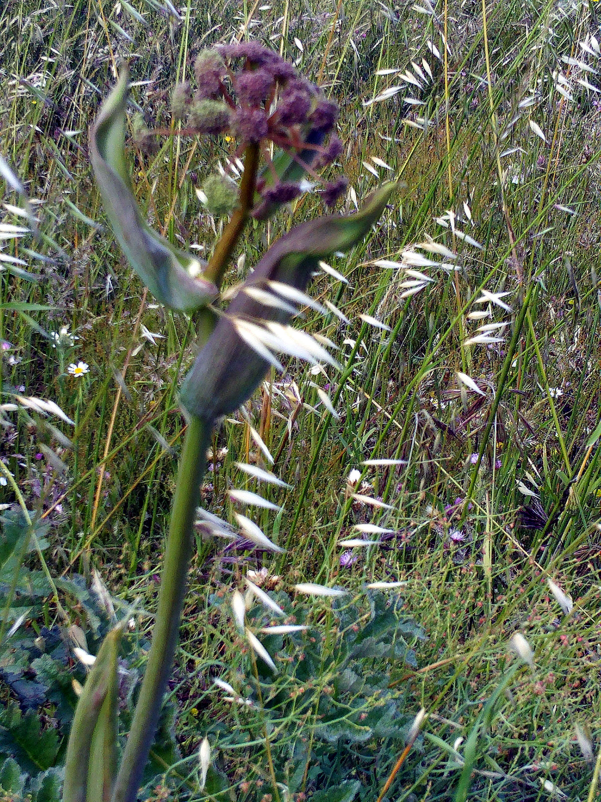 Image of Thapsia villosa L.