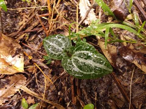 <i>Clematis aristata</i> resmi