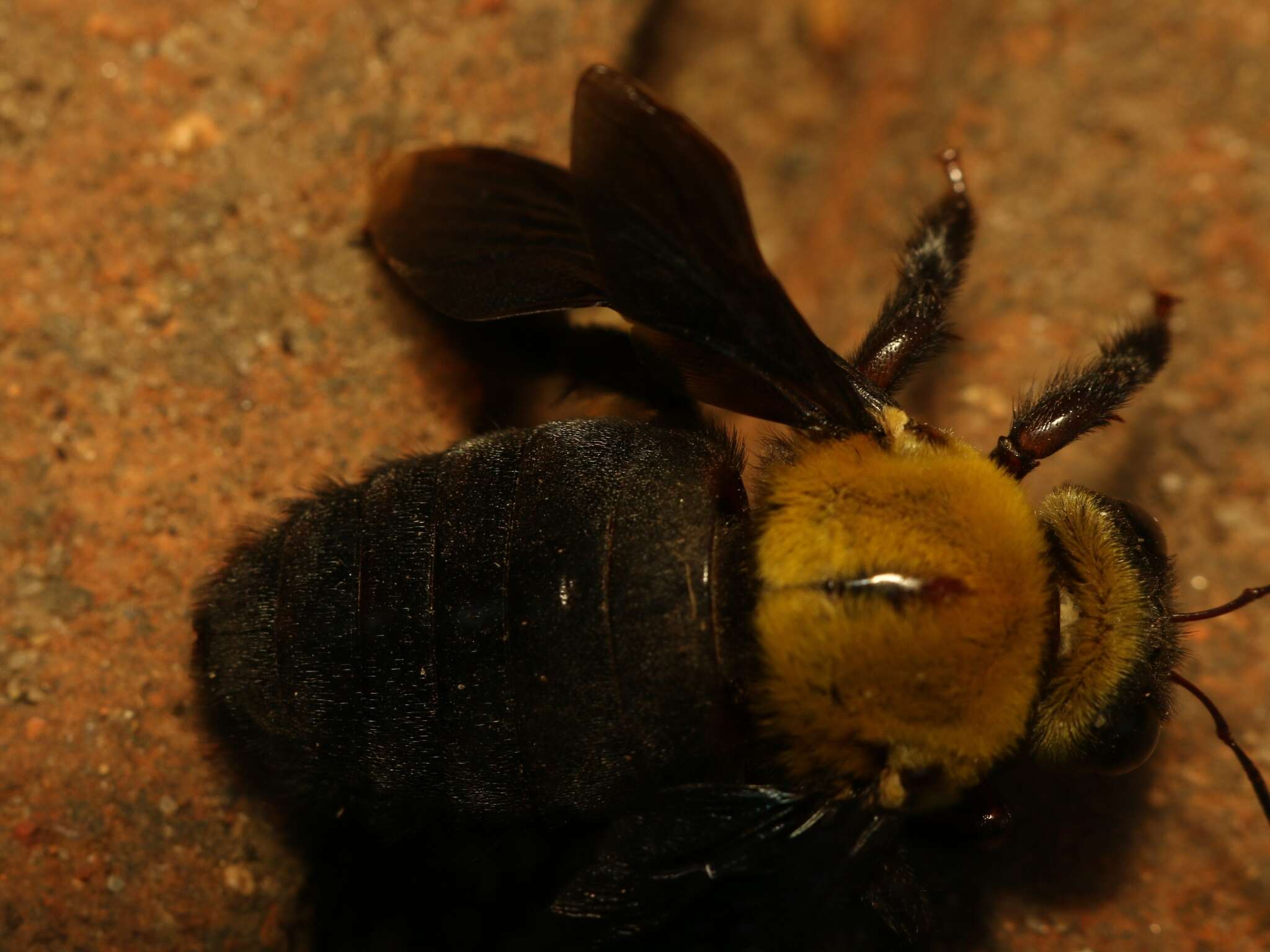 Plancia ëd Xylocopa ruficornis Fabricius 1804