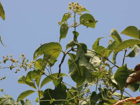 Слика од Aspidopterys cordata (Heyne ex Wall.) A. Juss.