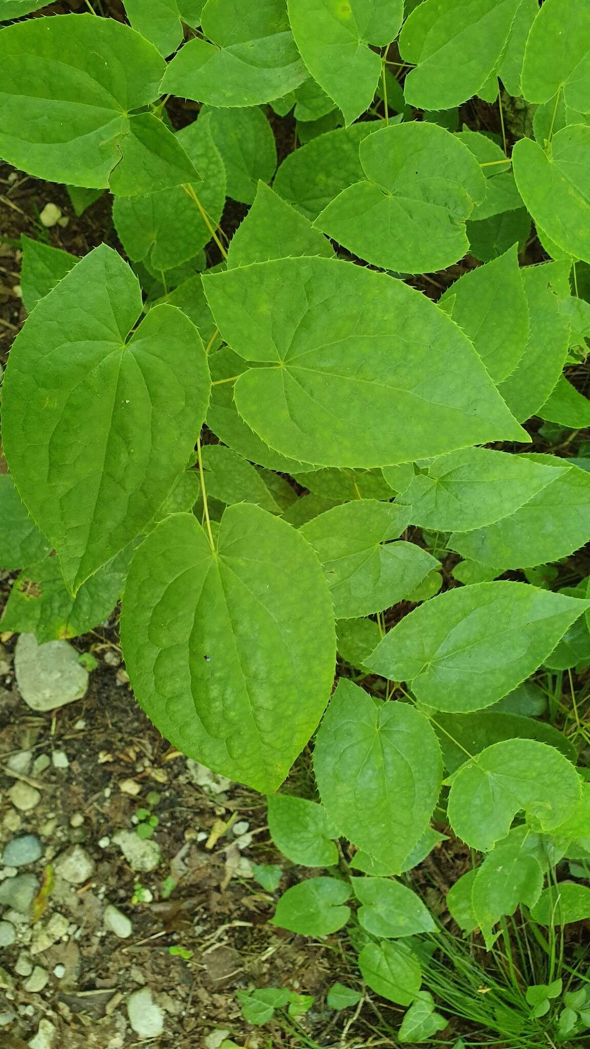 Image of Epimedium alpinum L.