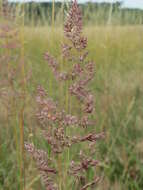 Imagem de Calamagrostis epigejos (L.) Roth