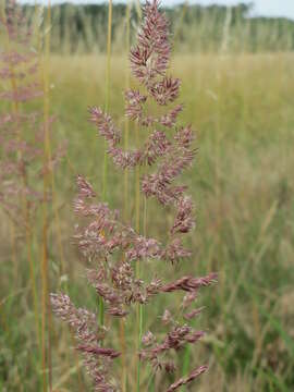 Imagem de Calamagrostis epigejos (L.) Roth