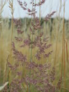 Imagem de Calamagrostis epigejos (L.) Roth