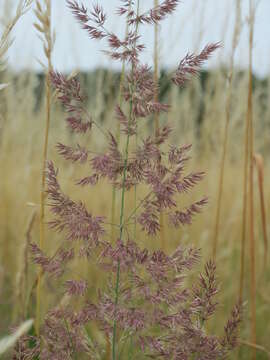 Imagem de Calamagrostis epigejos (L.) Roth