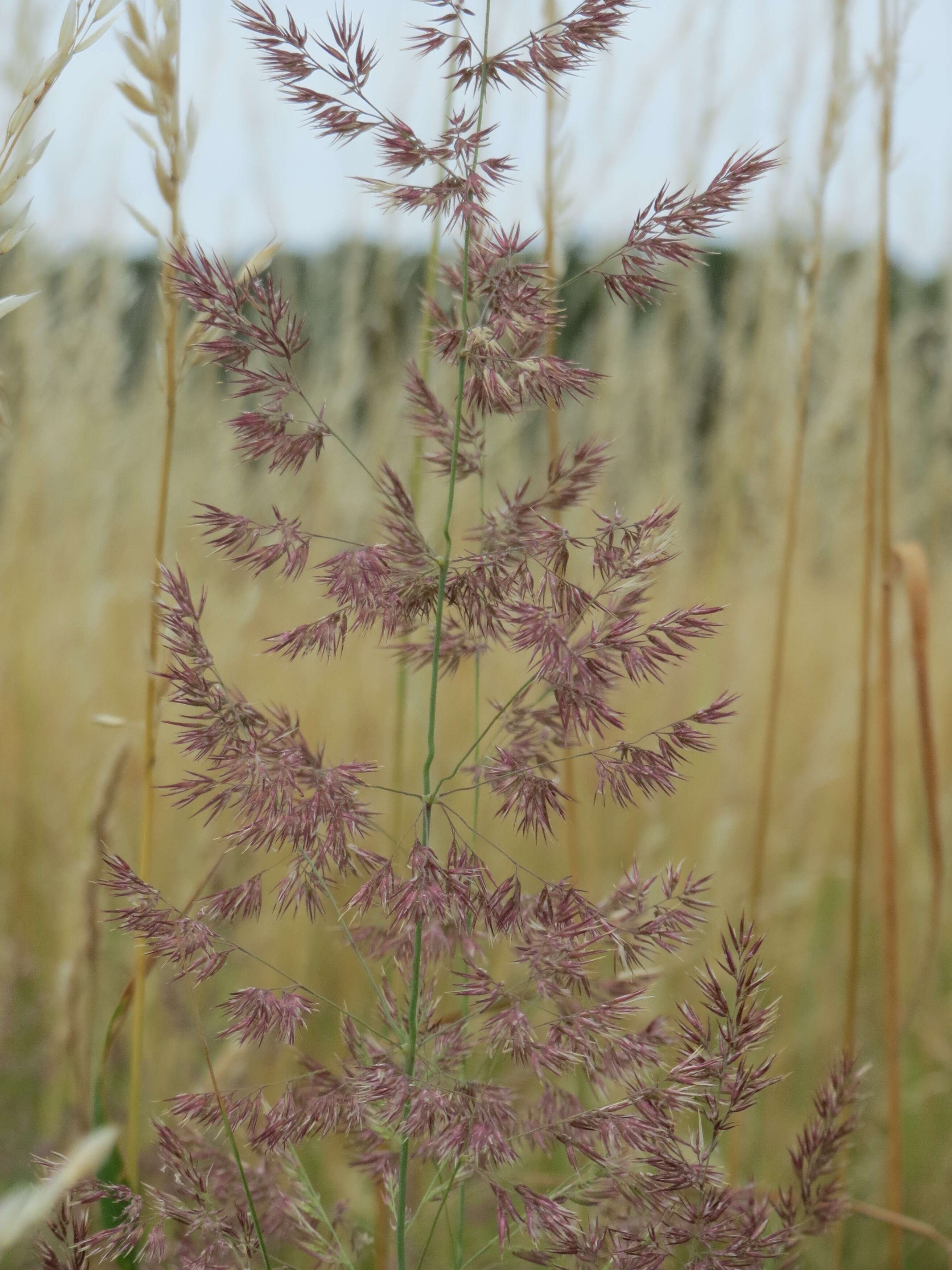 Imagem de Calamagrostis epigejos (L.) Roth