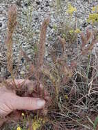 Imagem de Agalinis densiflora Blake