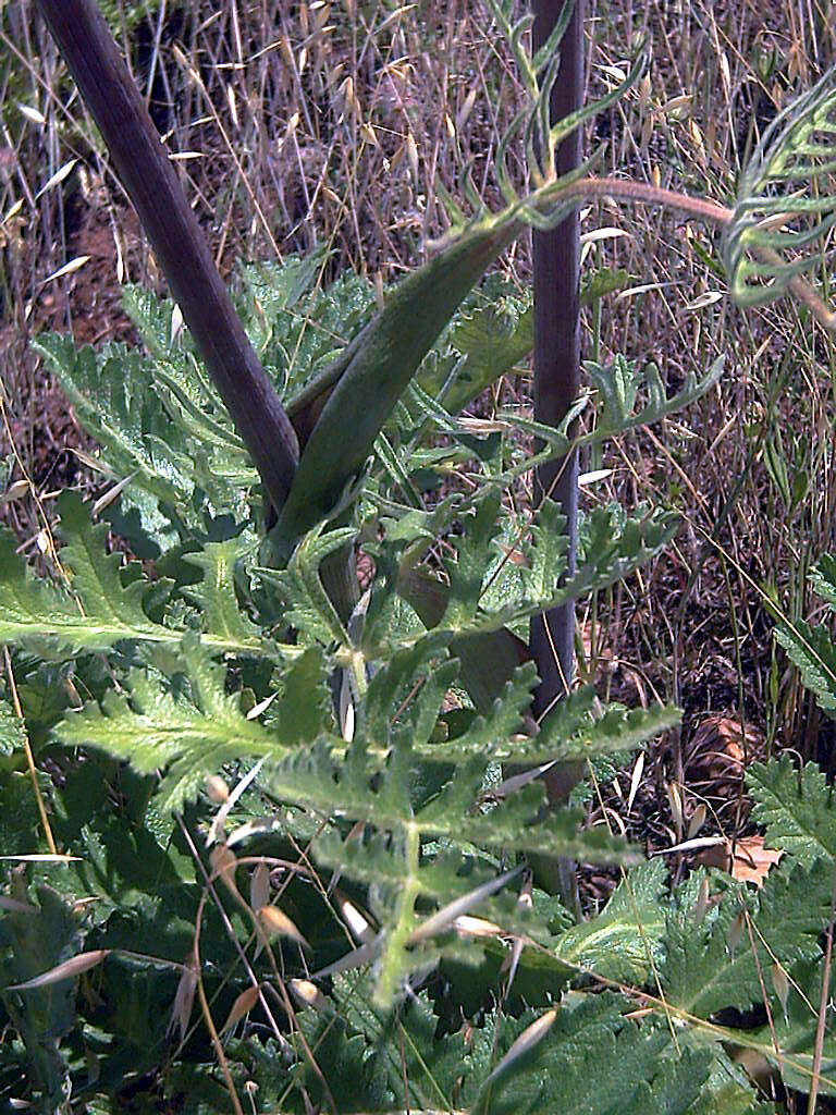 Image of Thapsia villosa L.