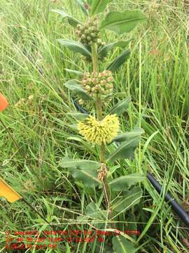 Image of pineland milkweed