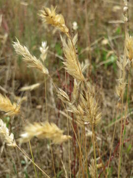 Plancia ëd Anthoxanthum odoratum L.