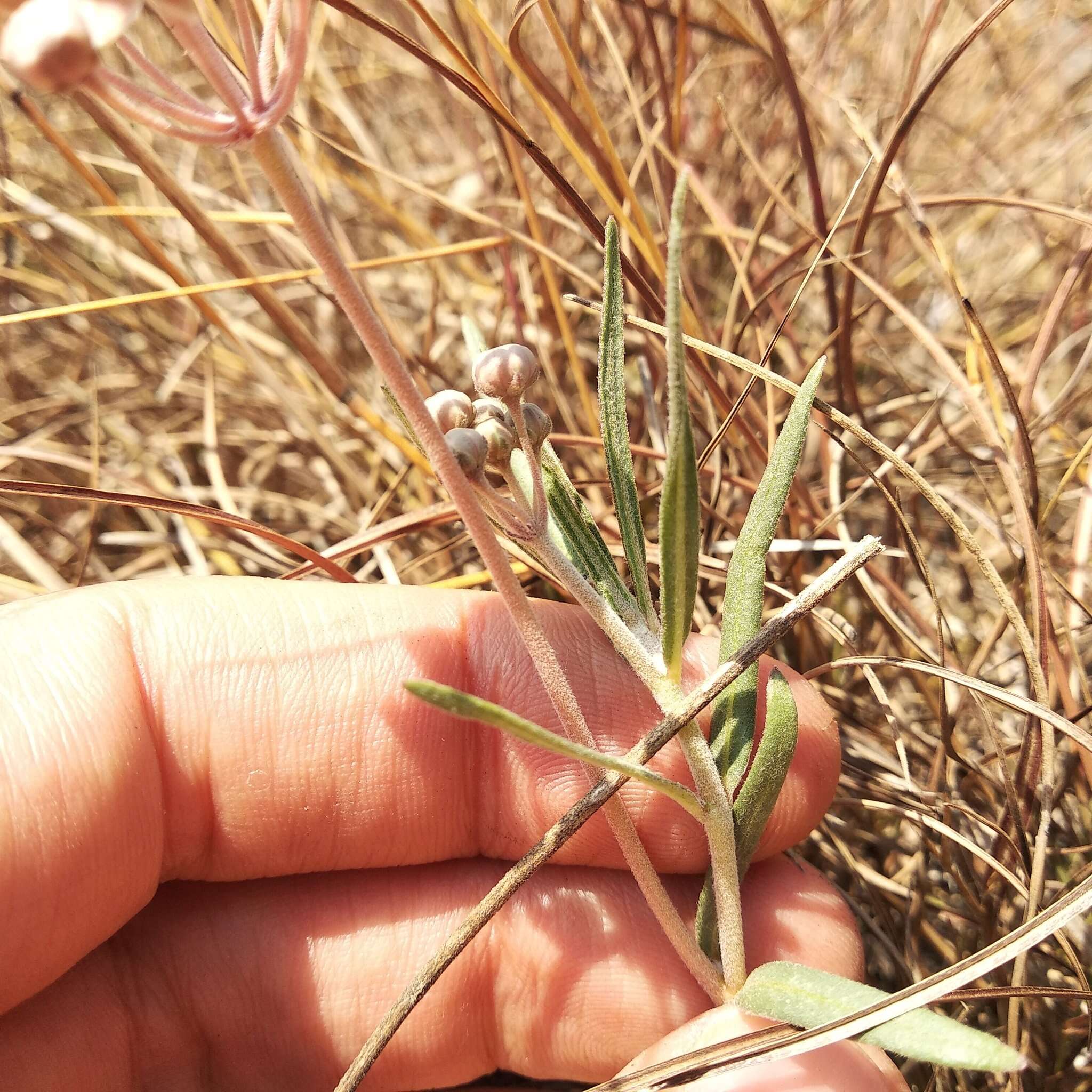 Image de Asclepias rosea Kunth