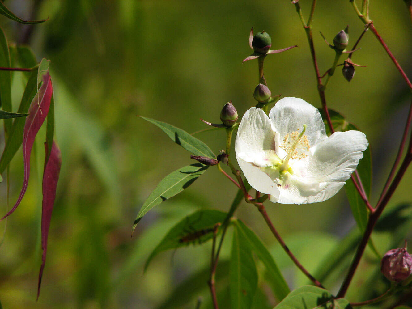 Слика од Gossypium thurberi Tod.