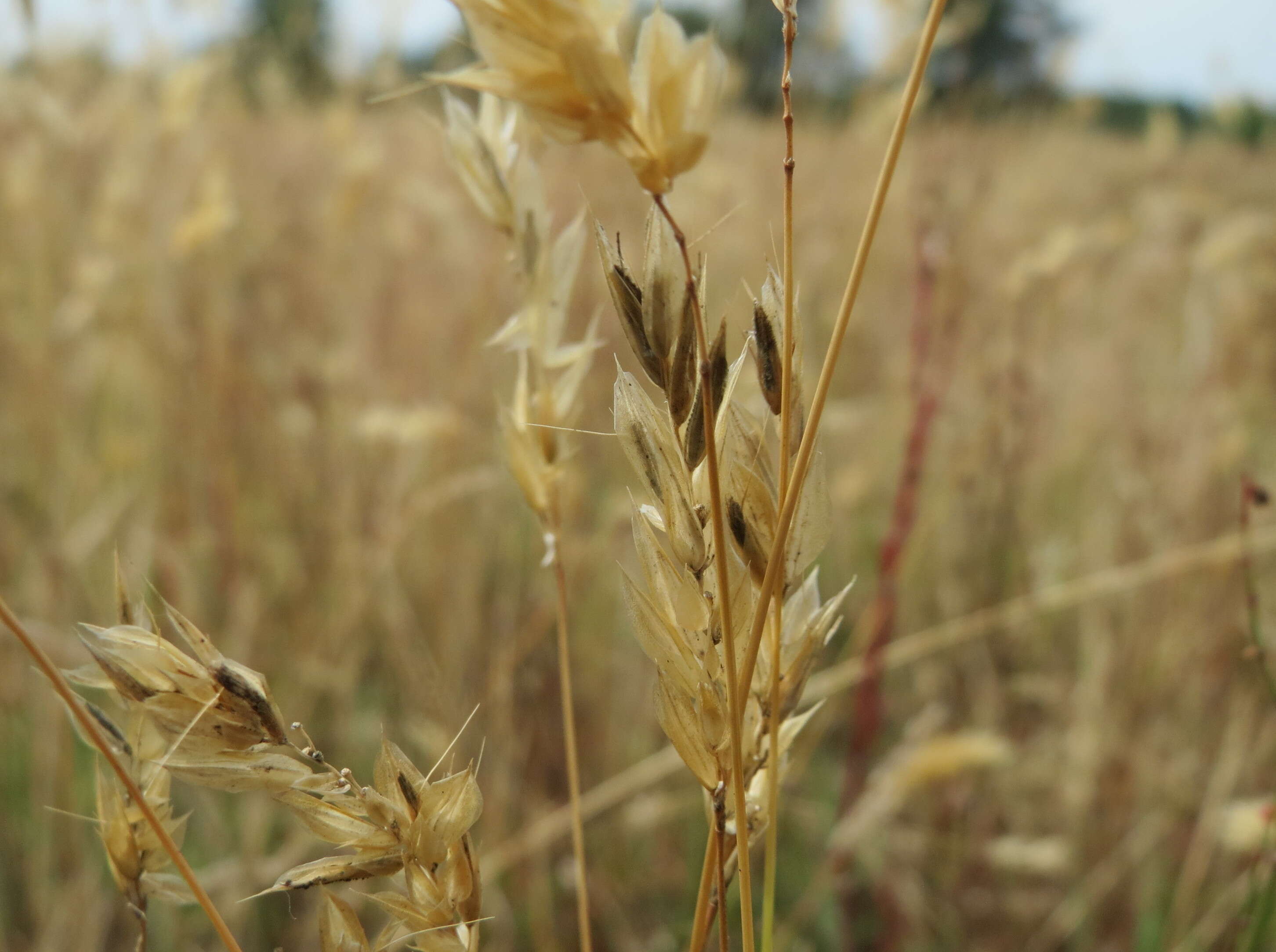 Plancia ëd Anthoxanthum odoratum L.