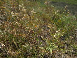 Image of broadleaved pepperweed