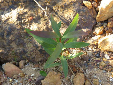 صورة Hakea salicifolia subsp. salicifolia