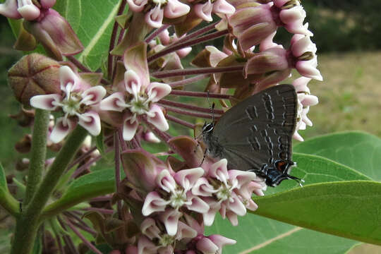 Image of Banded Hairstreak