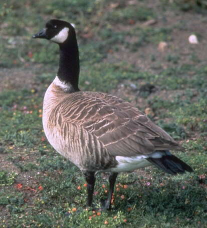 Image of Cackling Goose