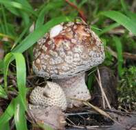 Image of Royal Fly Agaric