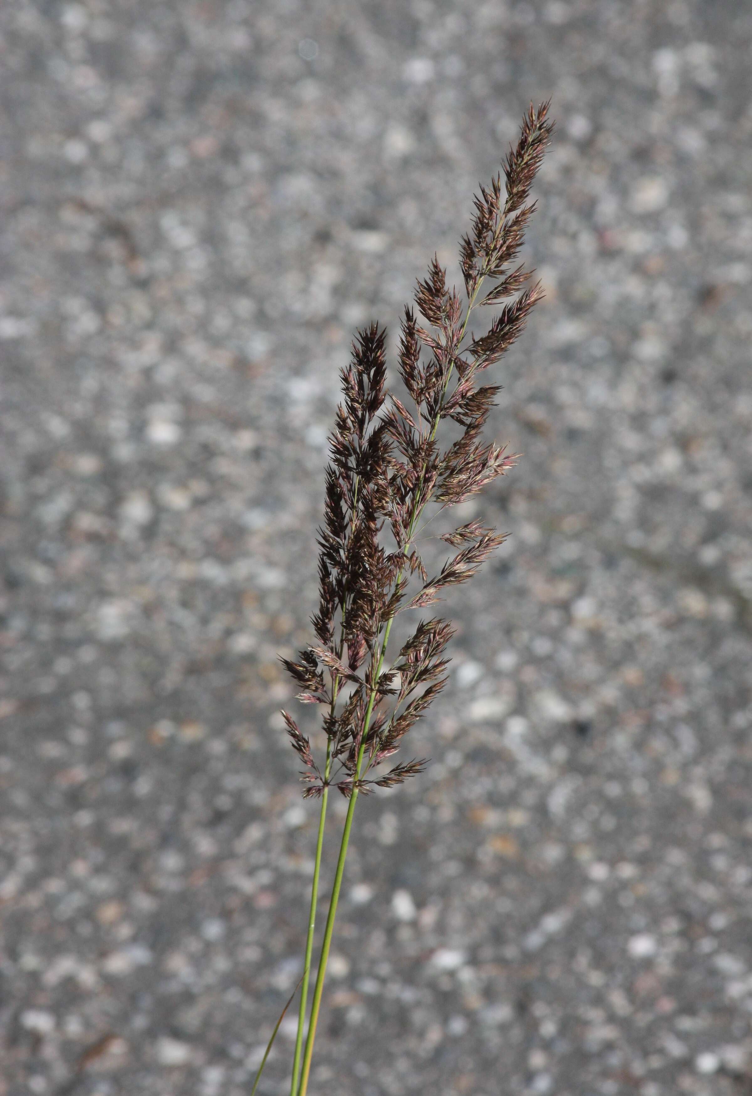 Imagem de Molinia caerulea (L.) Moench