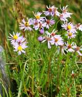 Image of sea aster