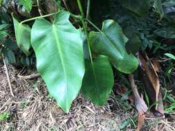 Philodendron consanguineum Schott的圖片