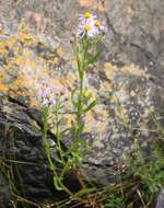 Image of sea aster