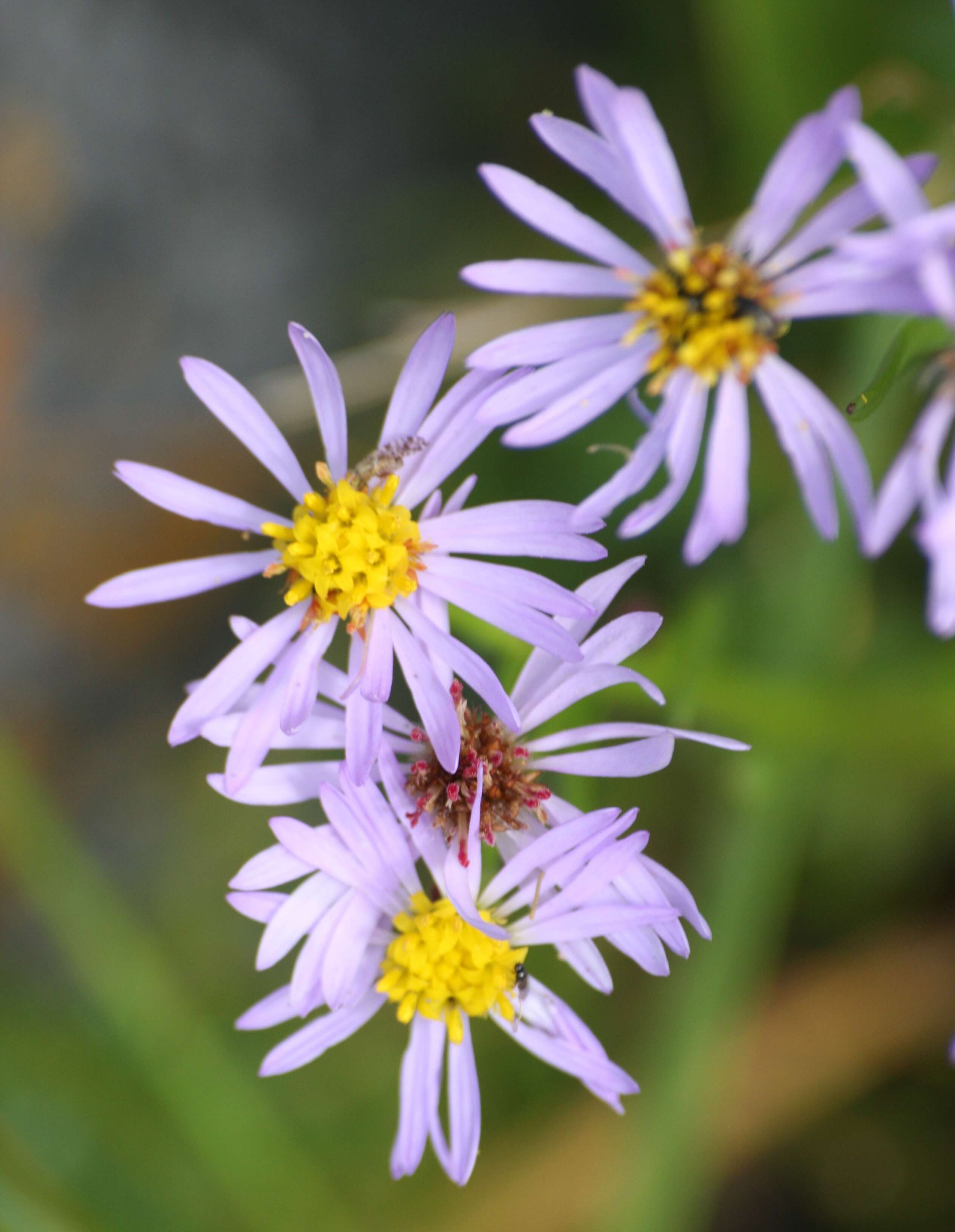 Imagem de Tripolium pannonicum (Jacq.) Dobroczajeva