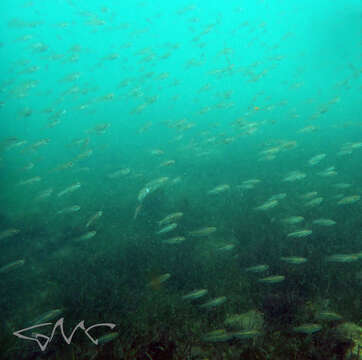 Image of Port Jackson glassfish