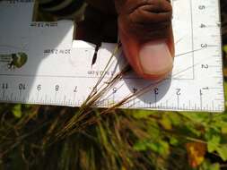 Image de Aristida vaginata Hitchc.