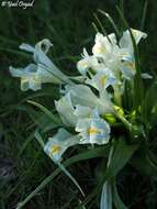 Iris palaestina (Baker) Barbey的圖片