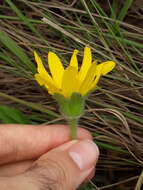 Image of Wedelia foliacea (Spreng.) B. L. Turner