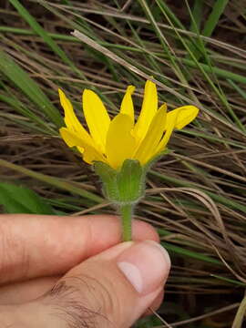 Wedelia foliacea (Spreng.) B. L. Turner resmi