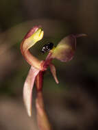 Imagem de Chiloglottis trapeziformis Fitzg.