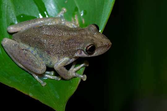 Image of Allen's Snouted Treefrog