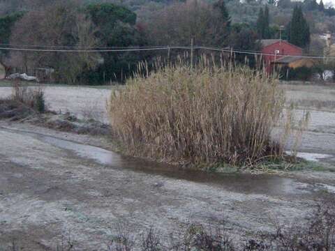 Plancia ëd Arundo