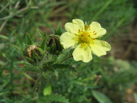 Image of sulphur cinquefoil