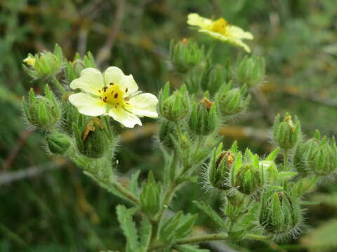 Imagem de Potentilla recta L.