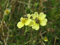 Image of sulphur cinquefoil