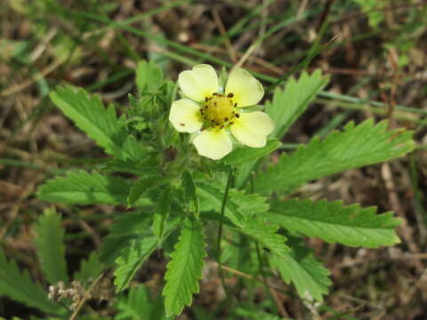 Imagem de Potentilla recta L.