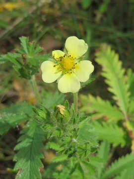 Image of sulphur cinquefoil