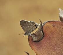 Image of Theclinesthes onycha (Hewitson 1865)