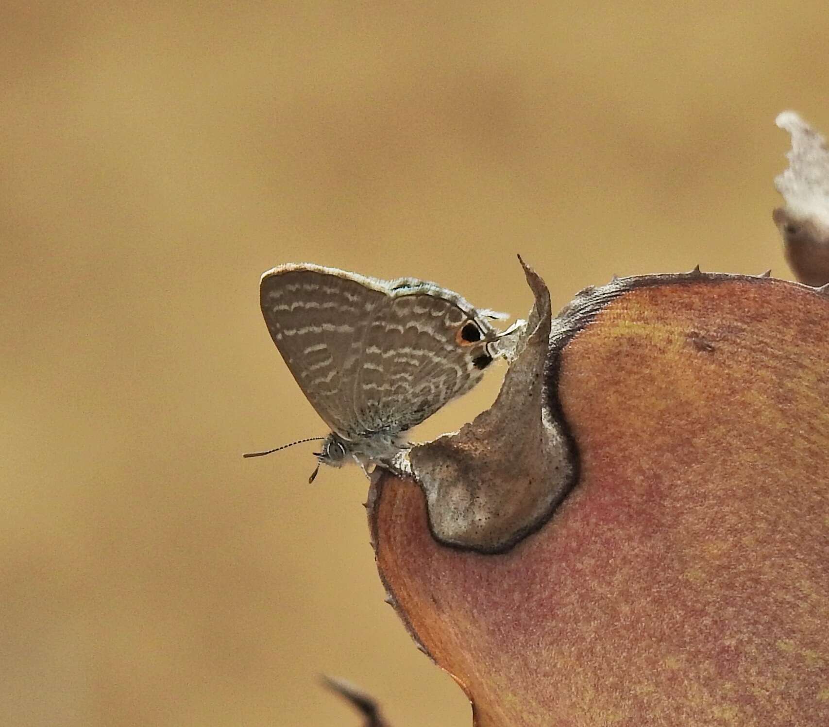 صورة Theclinesthes onycha (Hewitson 1865)