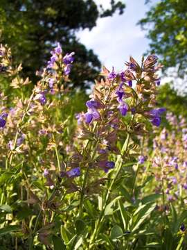 Imagem de Salvia officinalis L.