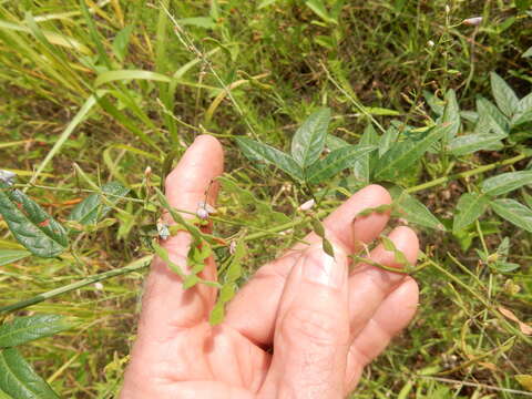 Imagem de Desmodium paniculatum (L.) DC.