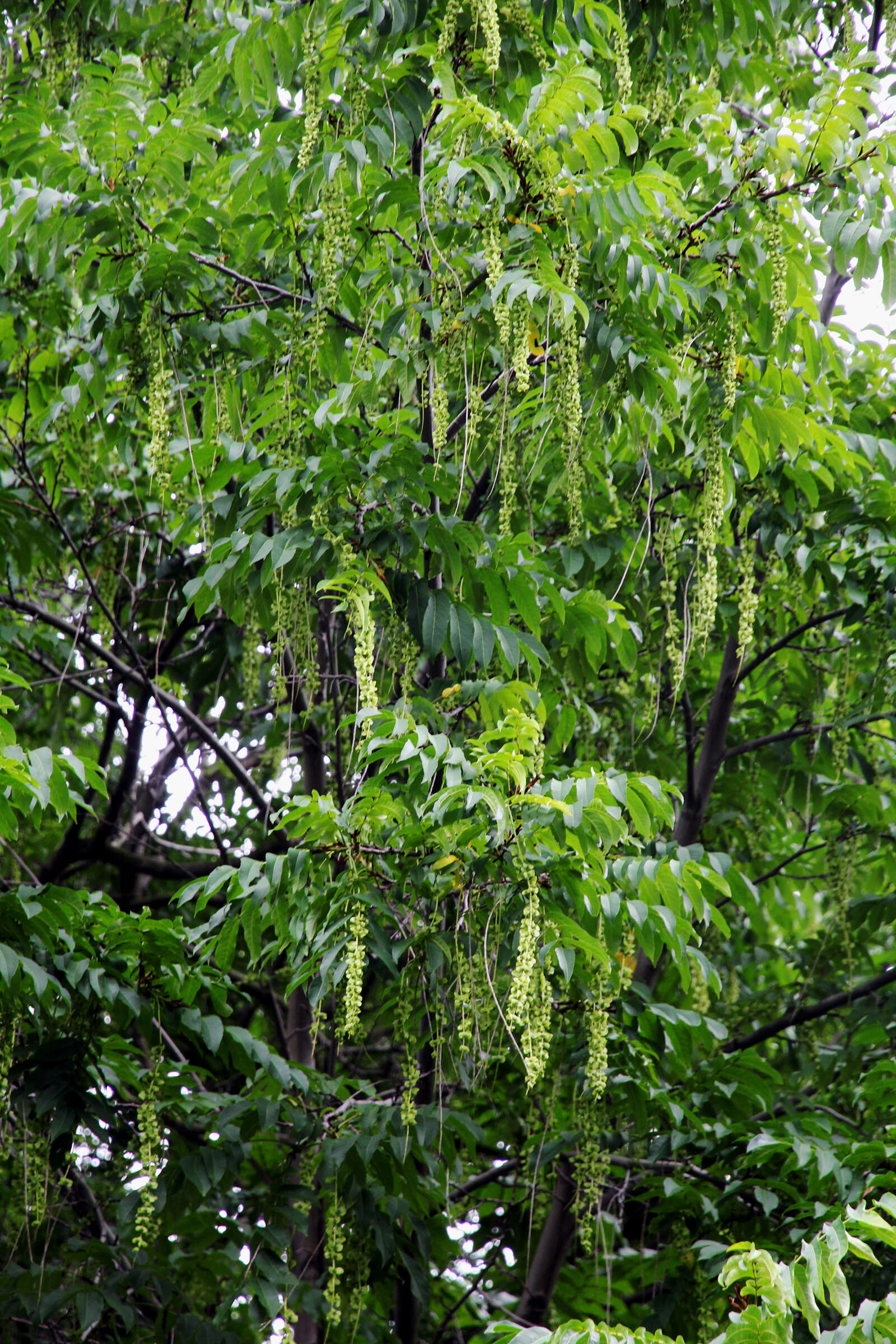 Image of Caucasian Wingnut