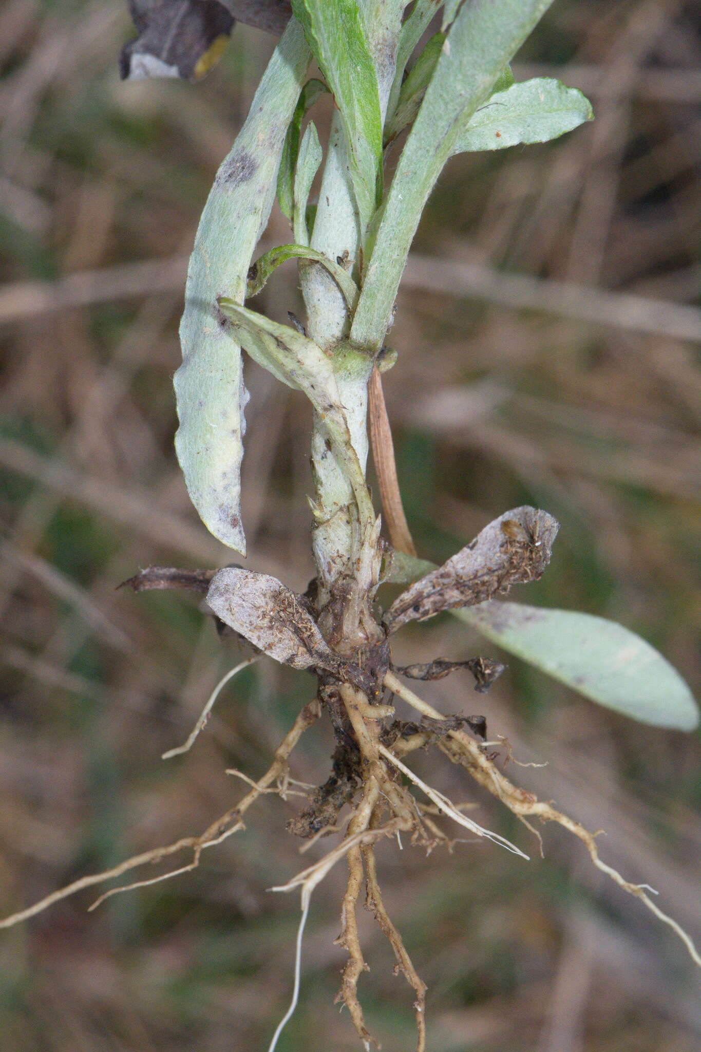 Image of simple-stem everlasting