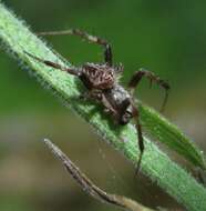 Imagem de Pararaneus perforatus (Thorell 1899)