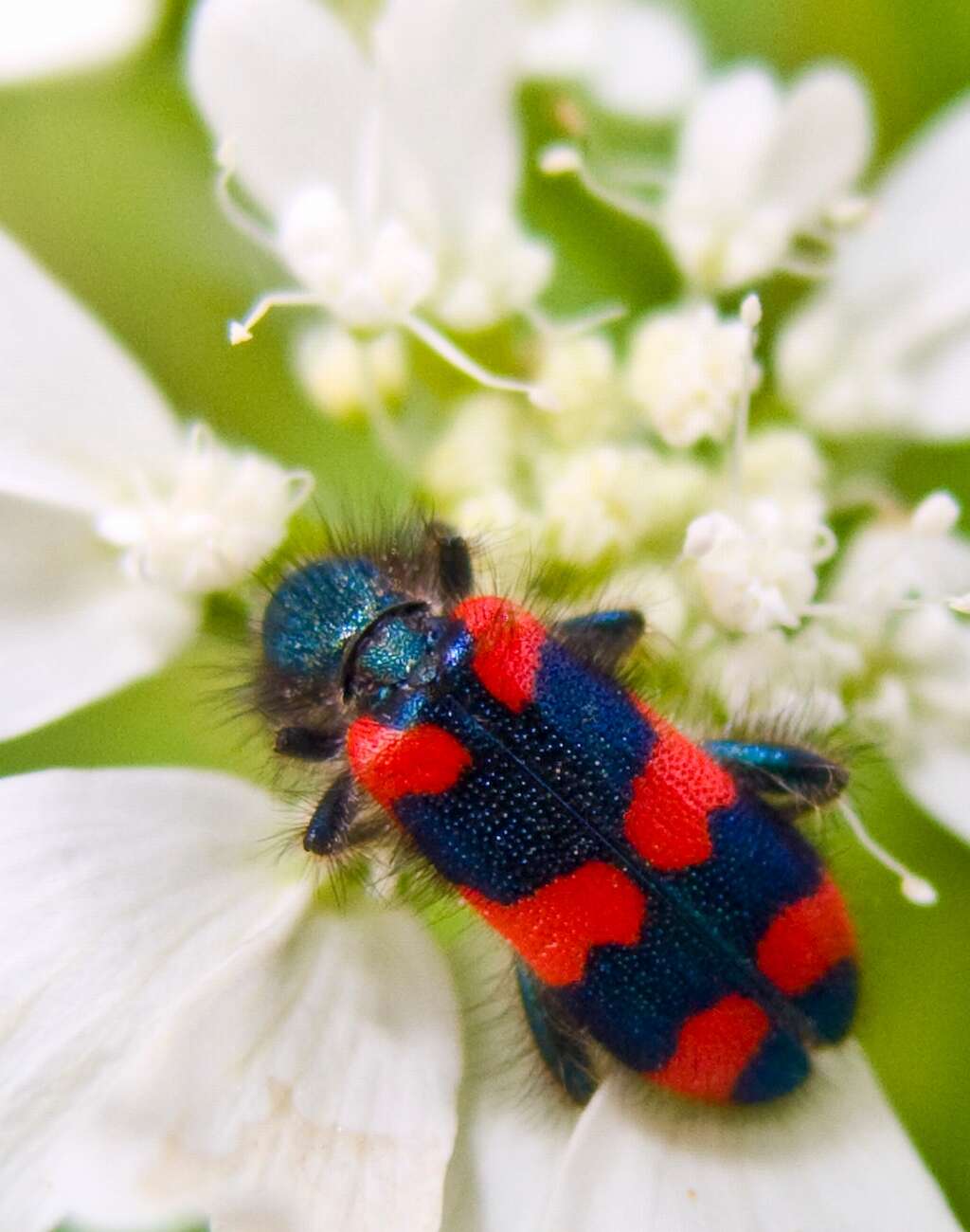 Image of Trichodes alvearius