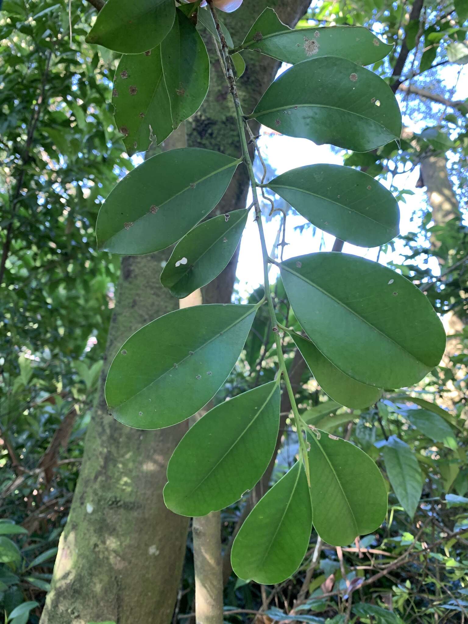 Image of Cleyera japonica var. morii (Yamamoto) Masam.