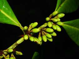 Imagem de Erythroxylum macrophyllum Cav.